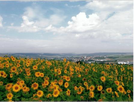 Sonnenblumenfeld mit Blick auf Bissingen